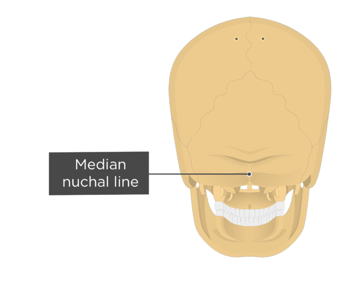 Occipital Bone Anatomy