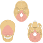 Different perspectives of the skull (posterior, inferior and superior) showing the occipital bone highlighted with red