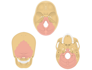 Different perspectives of the skull (posterior, inferior and superior) showing the occipital bone highlighted with red