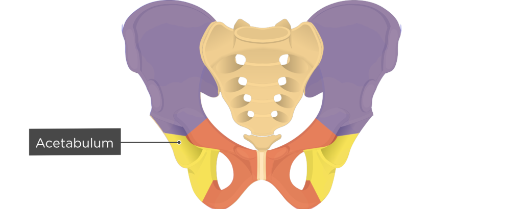 Pelvic Girdle Bones and Parts: Coxal, Ilium, Ischium, Pubis and Acetabulum