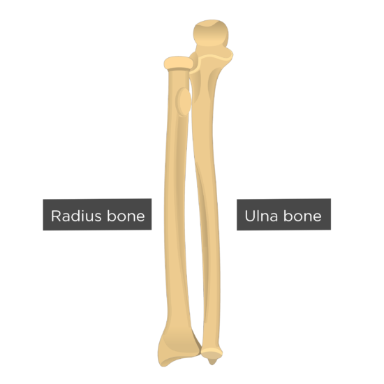 Ulna Bone Labeled