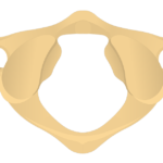 Superior view of the atlas bone (C1)