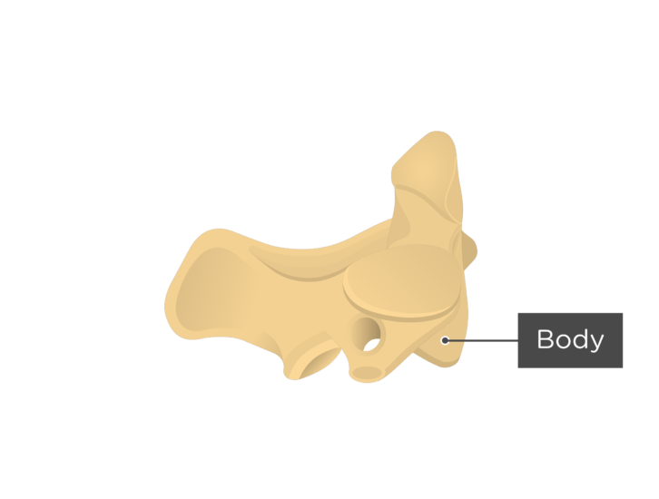 Axis Bone Anatomy GetBodySmart