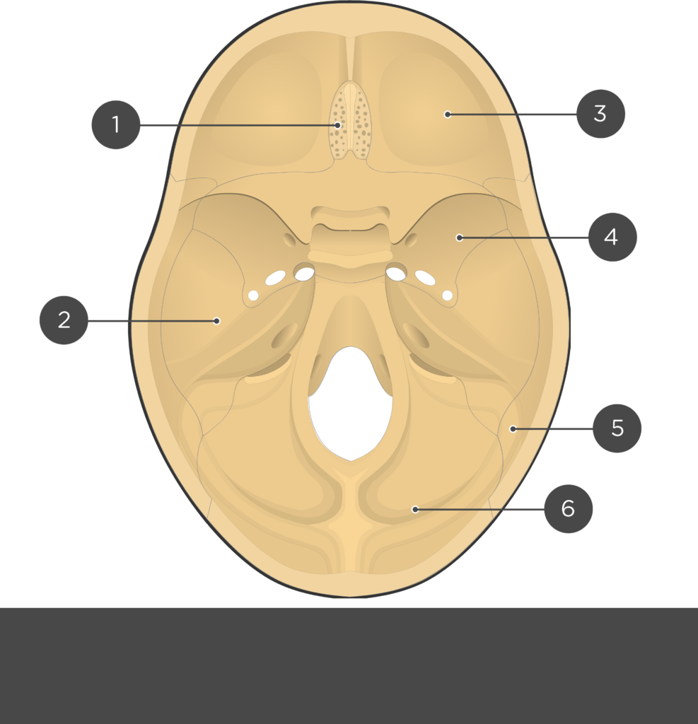Cranial Floor - Test yourself