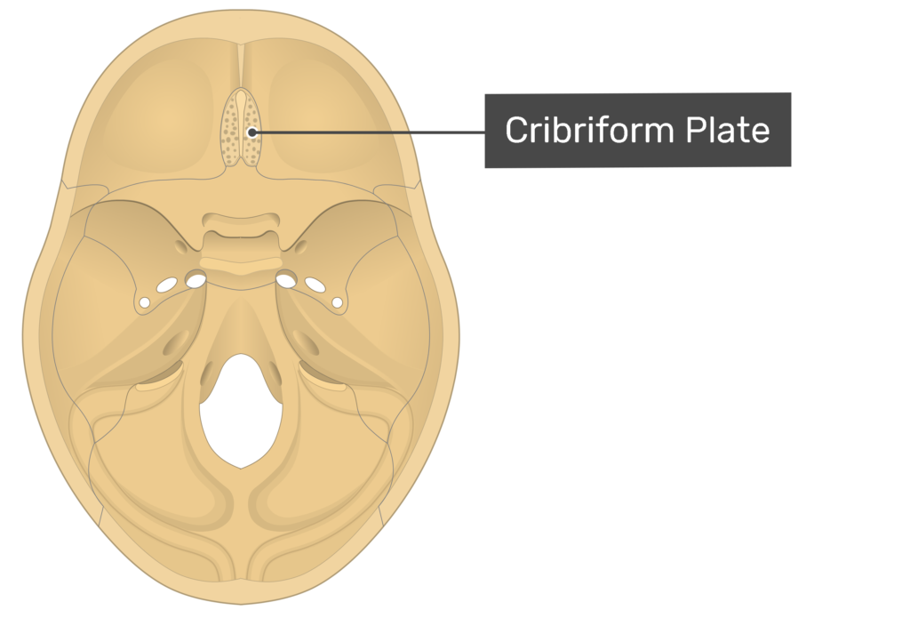 Ethmoid Bone Anatomy GetBodySmart