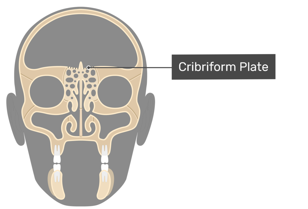 Ethmoid Bone Anatomy GetBodySmart