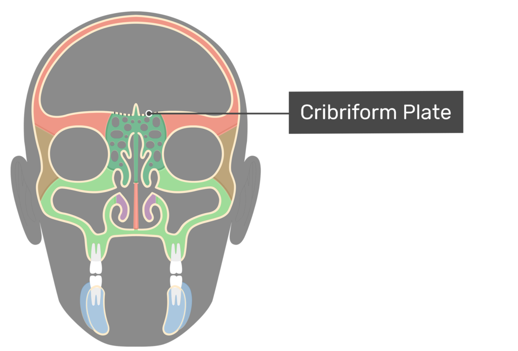 Ethmoid Bone Anatomy GetBodySmart
