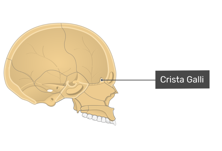 Ethmoid Bone Anatomy