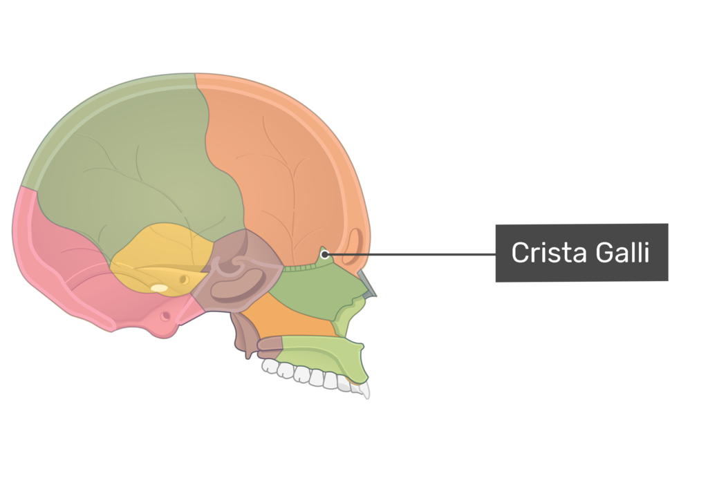 Ethmoid bone