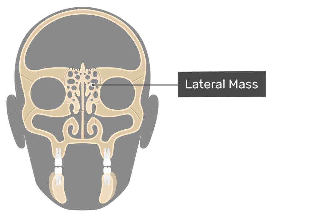 Ethmoid Bone Anatomy GetBodySmart