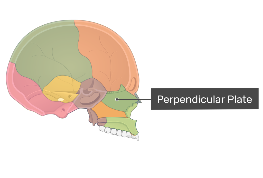 Cribriform Plate Of Ethmoid prime-1-science-payloads-nasa-science