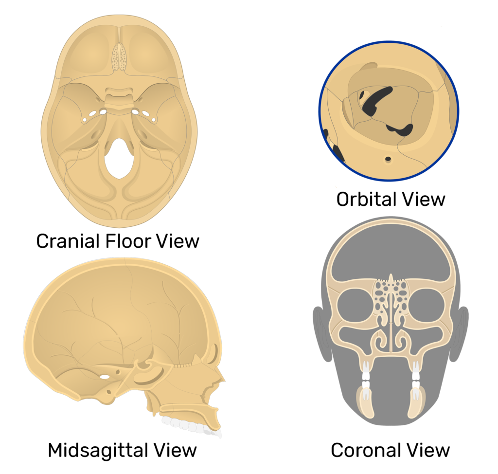 Ethmoid Bone Anatomy GetBodySmart