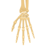 Palmar view of the hand and wrist joint showing the bones of the hand and wrist