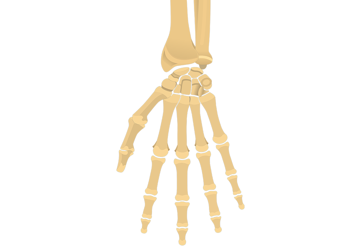 Hand and Wrist Bones Quiz: Anterior (Palmar) View