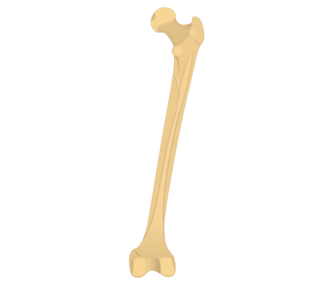 Femur Bone - Posterior Markings