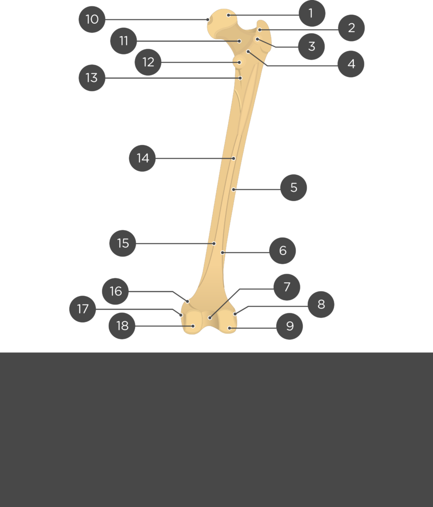 Femur bone - Test yourself