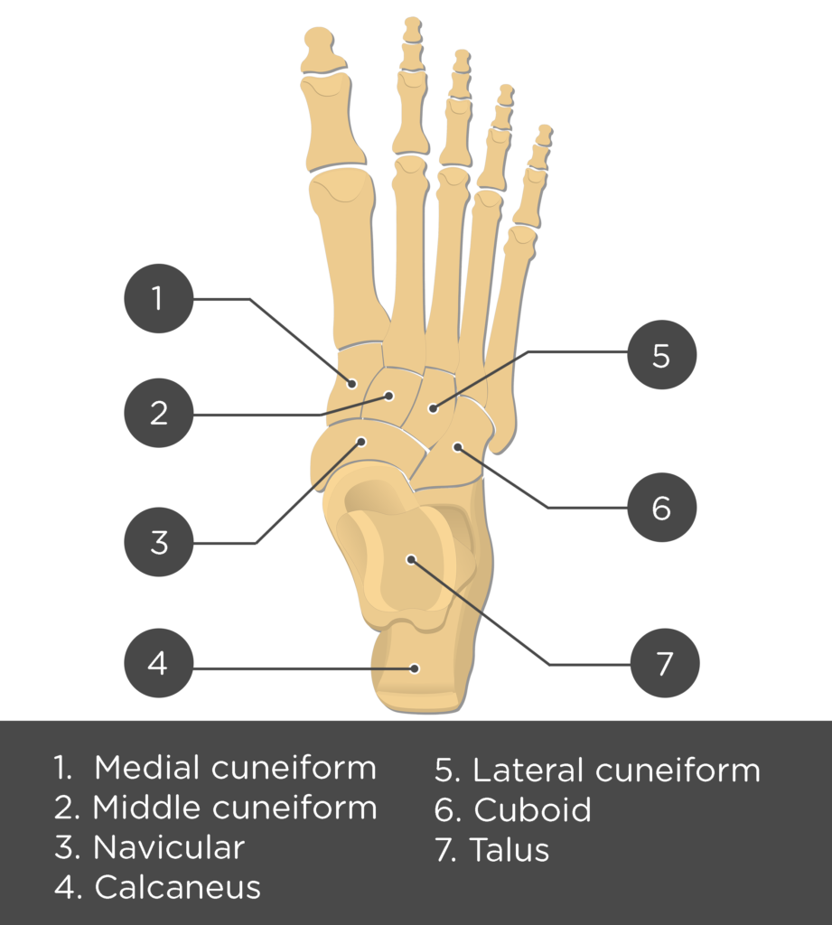 labeled tarsals