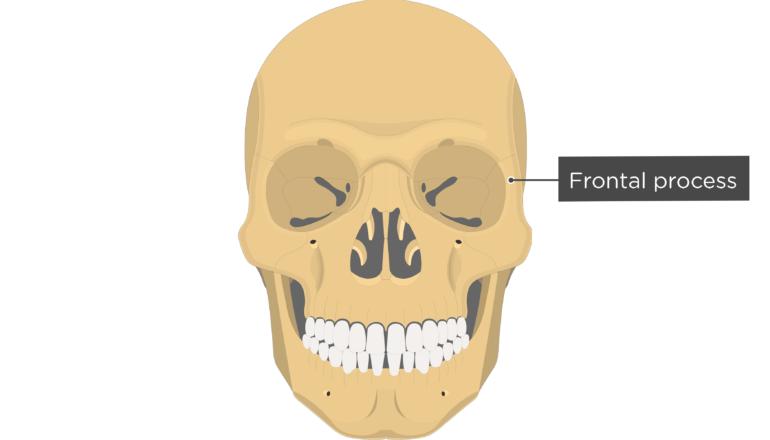 Zygomatic Bone Anatomy