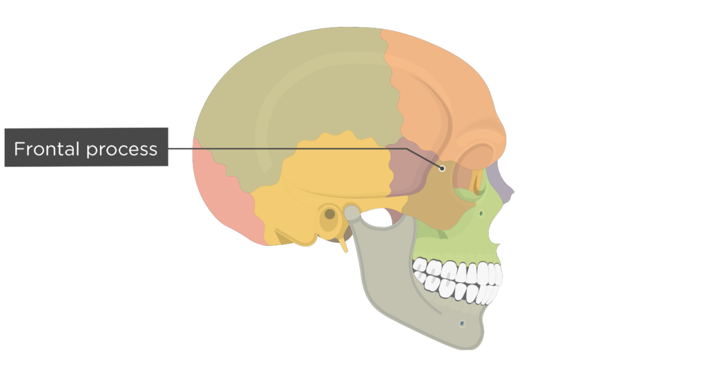 Zygomatic Bone Anatomy | GetBodySmart