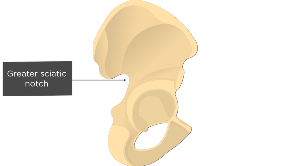 Hip Bone Anatomy GetBodySmart