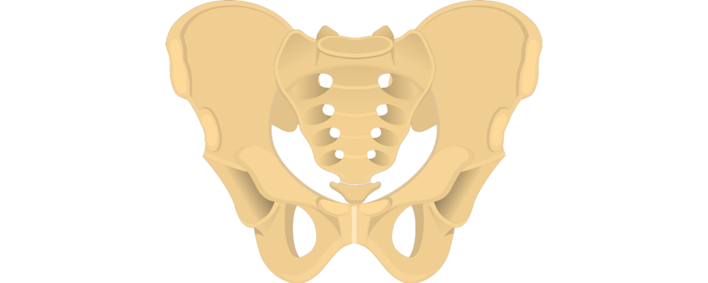 Hip Bone
