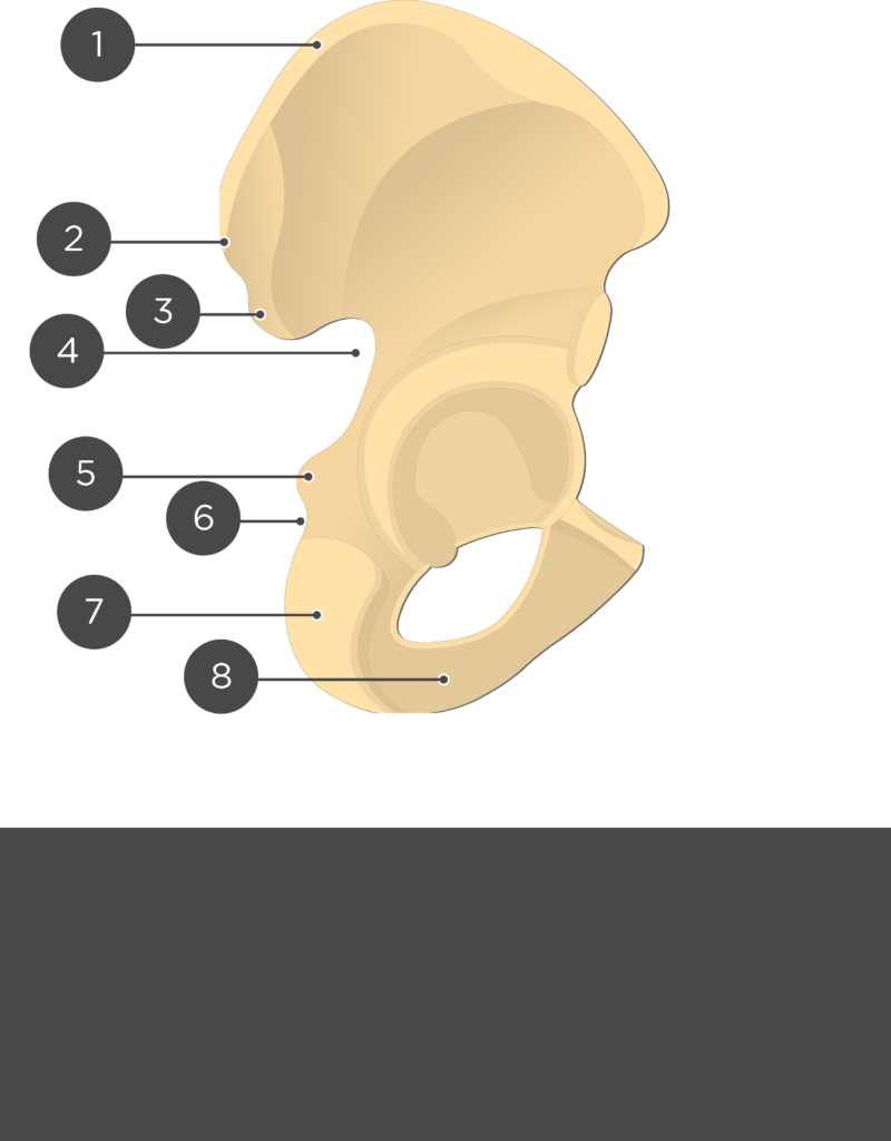 Hip Bone - Test yourself part1