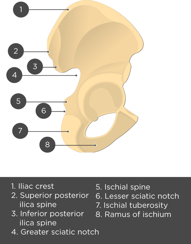 Hip Bone - Test yourself part1 - Answers