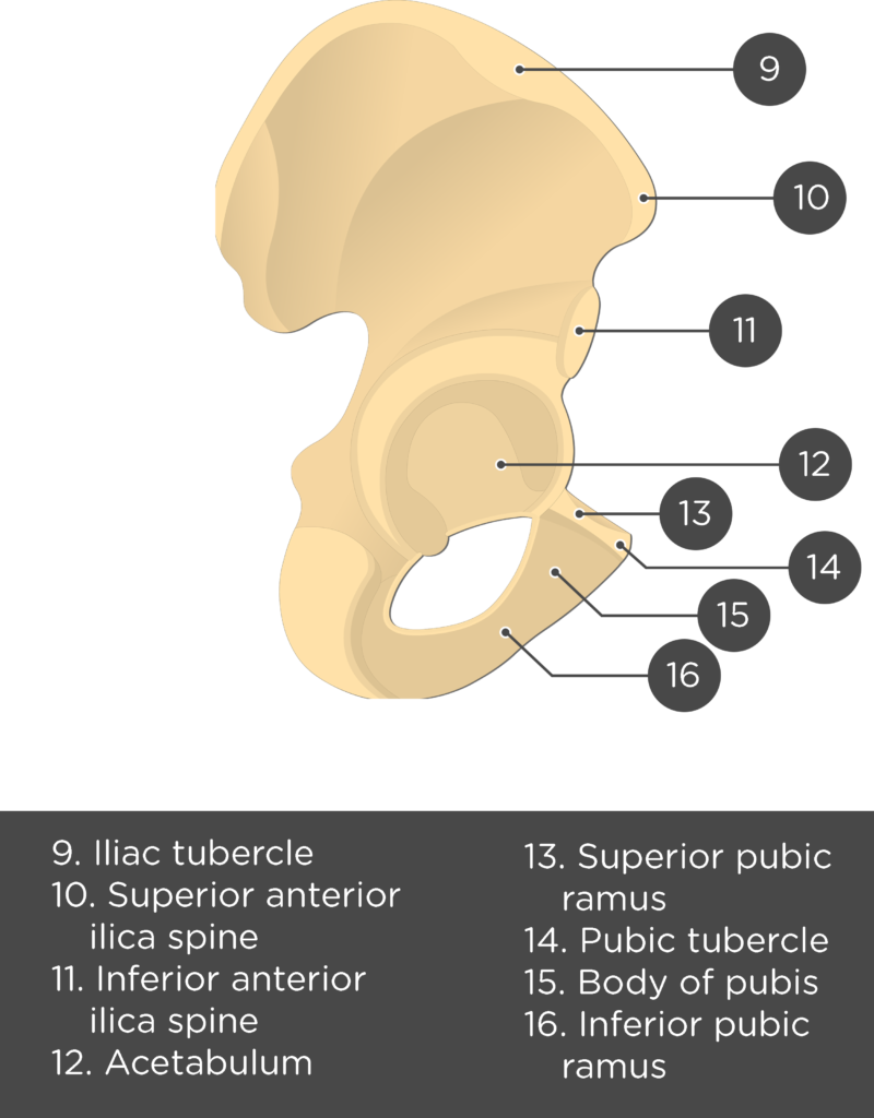 Hip Bone - Test yourself part2 - Answers