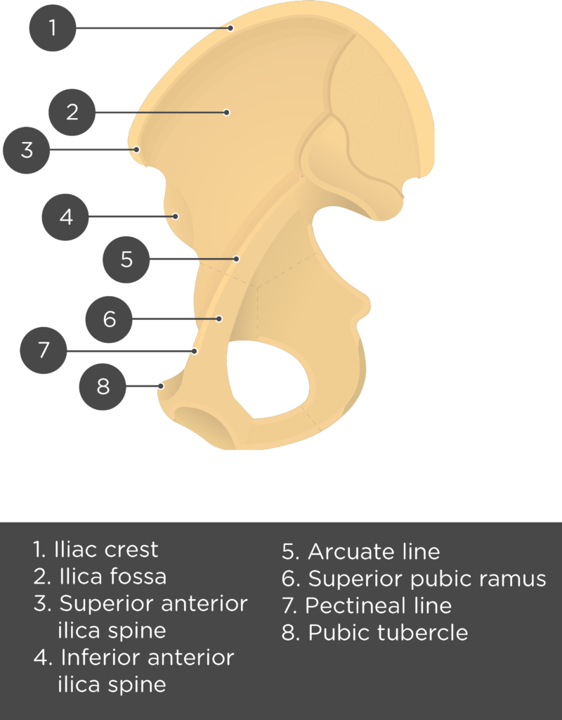 Hip Bone Coxal Bone Anatomy Location Functions 52 OFF hip-bone-coxal-bone-anatomy-location-functions-52-off