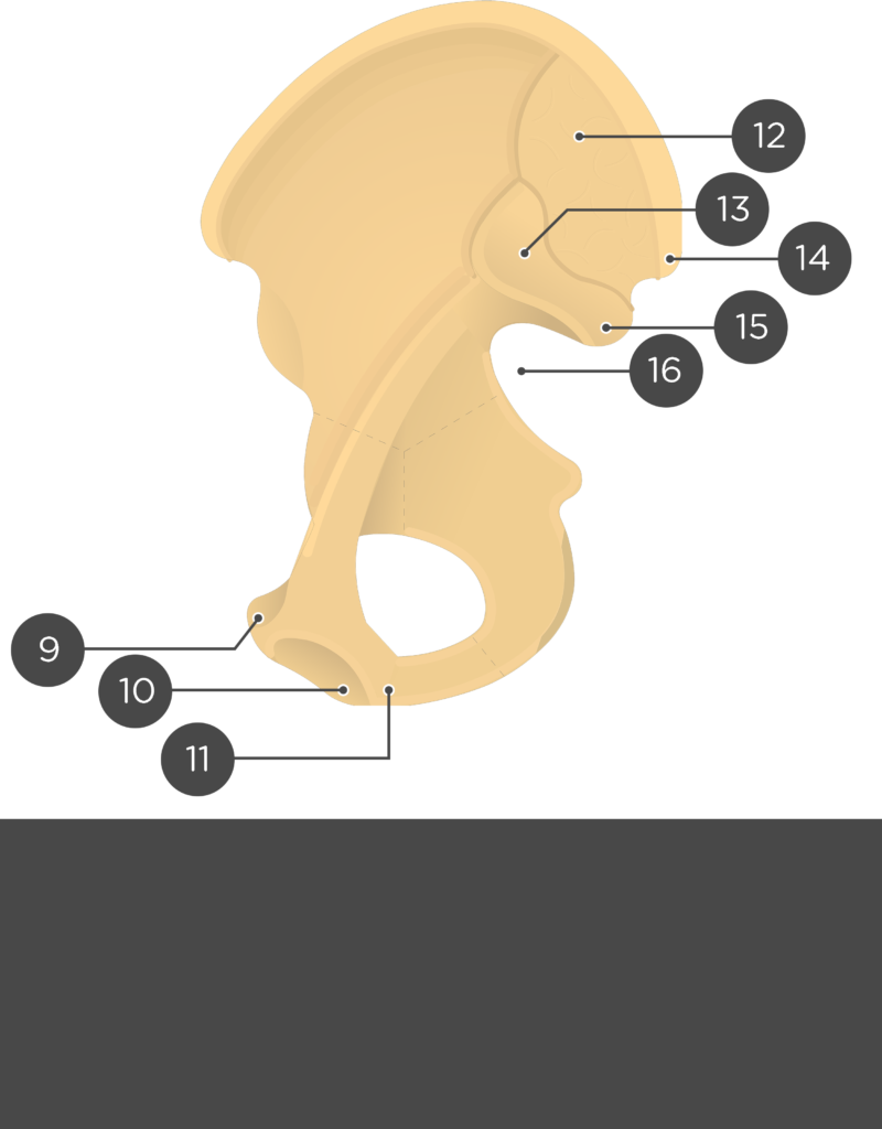 Hip bone - Test yourself part2