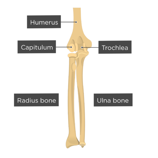 Radius and Ulna Bones Anatomy - Introduction