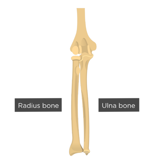 9 Schematic Drawing Of Both The Radius And The Ulna Left And Right Download Scientific Diagram
