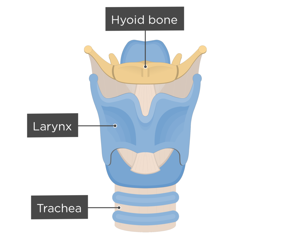 What is the only jointless bone in the human body? | GetBodySmart