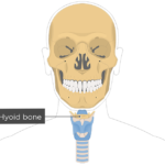 Anterior view of the head and neck showing the skull in addition to hyoid bone along with larynx and trachea