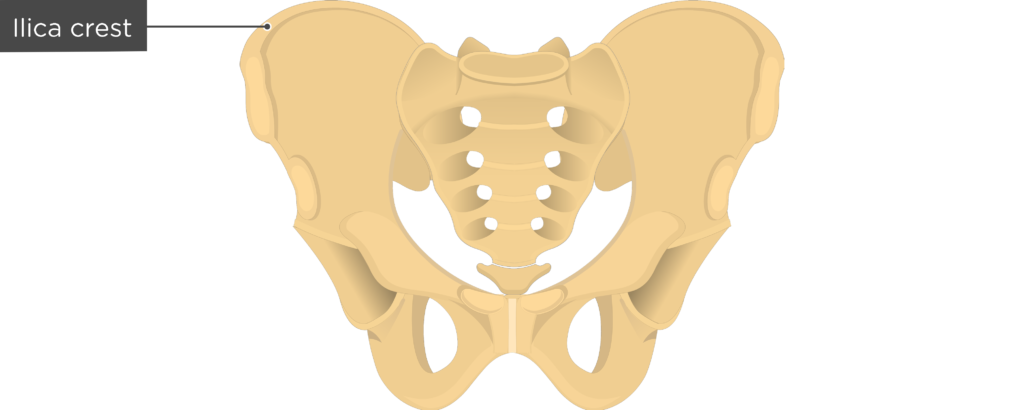 Iliac crest - Hip Bone