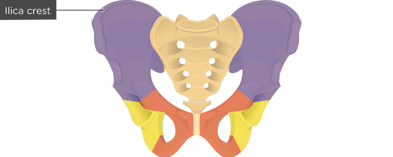 Hip Bone Anatomy - Anterior Markings