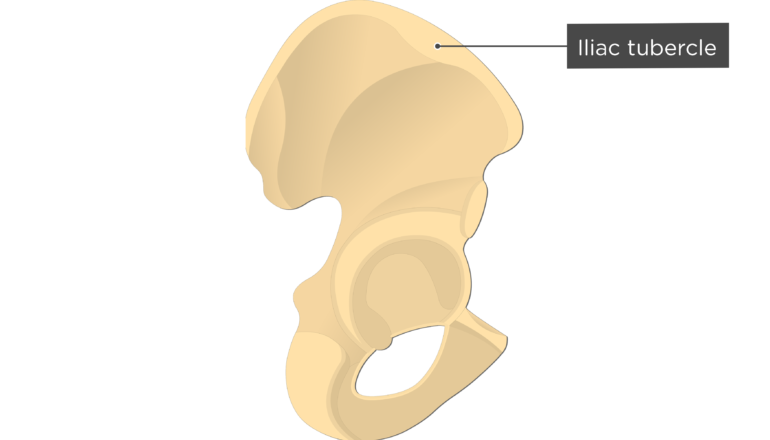 Hip Bone Anatomy | GetBodySmart