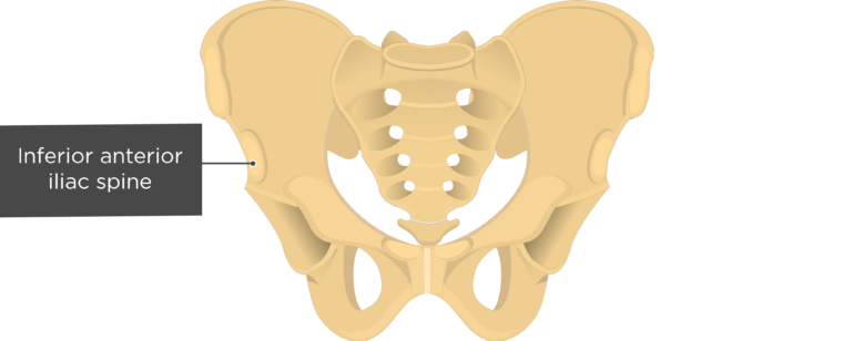 Hip Bone Anatomy - Anterior Markings