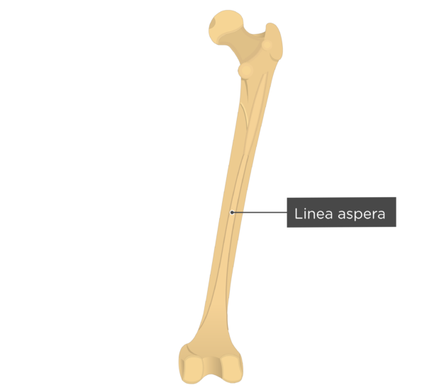 Femur Bone - Posterior Markings