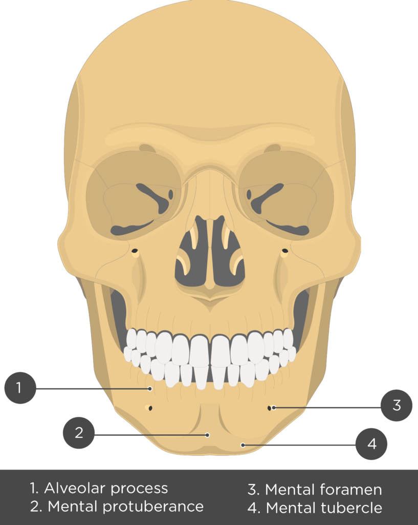 Mandible bone anatomy and labeled diagram GetBodySmart