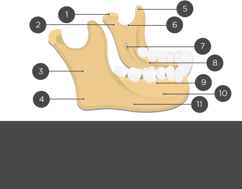 Mandible bone anatomy and labeled diagram GetBodySmart