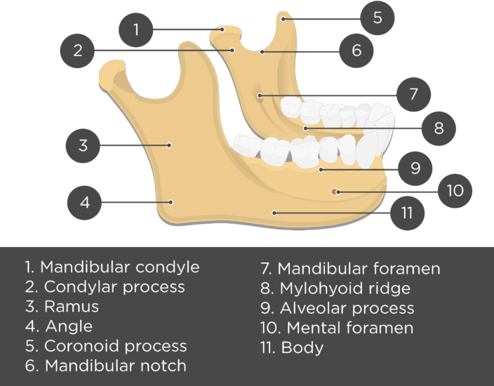 mandible bone anatomy mandible anatomy