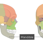 Mandible bone - Overview - Featured Image