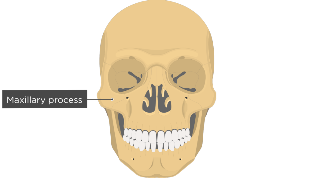 Zygomatic Bone Anatomy GetBodySmart