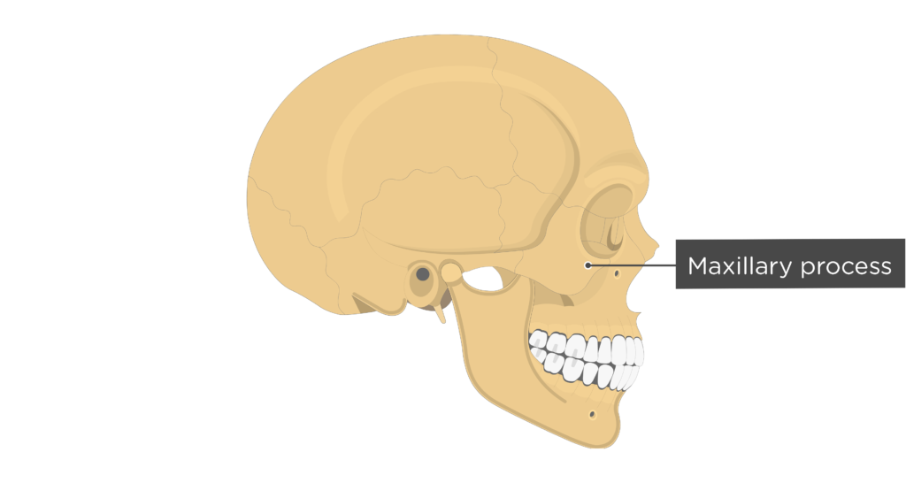 Zygomatic Bone Anatomy GetBodySmart