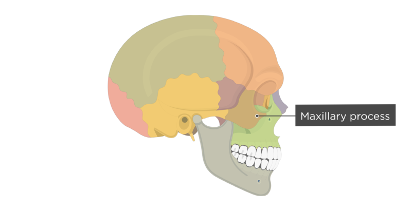 Zygomatic Bone Anatomy