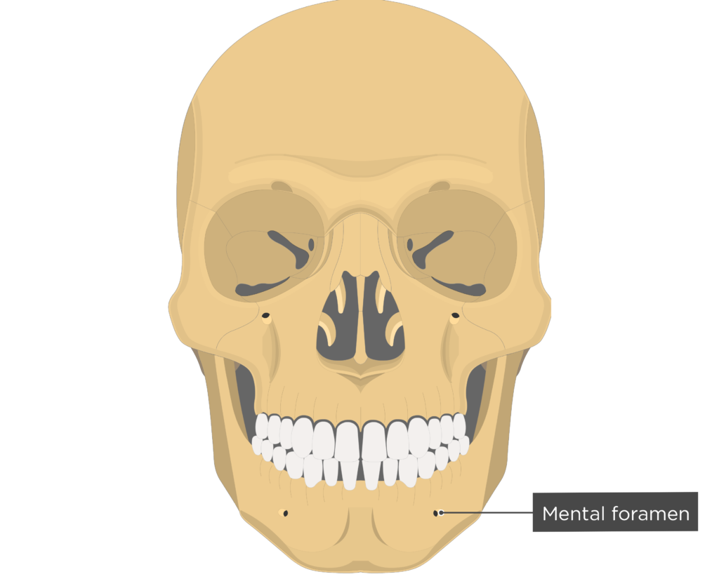 5+ Jaw Bone Diagram