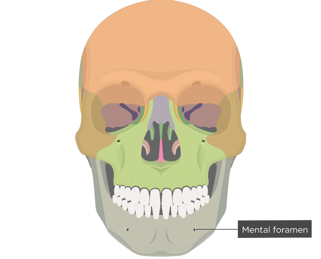Mental foramen - Mandible bone - Anterior view colored
