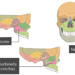 Nasal, Vomer, and Inferior Turbinate (Concha) Bones Overview Featured Image