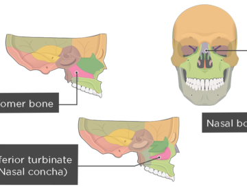 Nasal, Vomer, and Inferior Turbinate (Concha) Bones Overview Featured Image